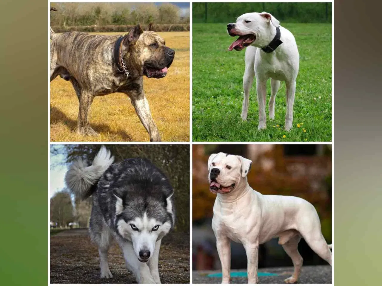 പ്രെസ കനാരിയോ, ഡോഗോ അർജൻ്റീനോ, വൂൾഫ്‌ഡോഗ്, അമേരിക്കൻ ബുൾഡോഗ്. (Photo credit: news9live)
