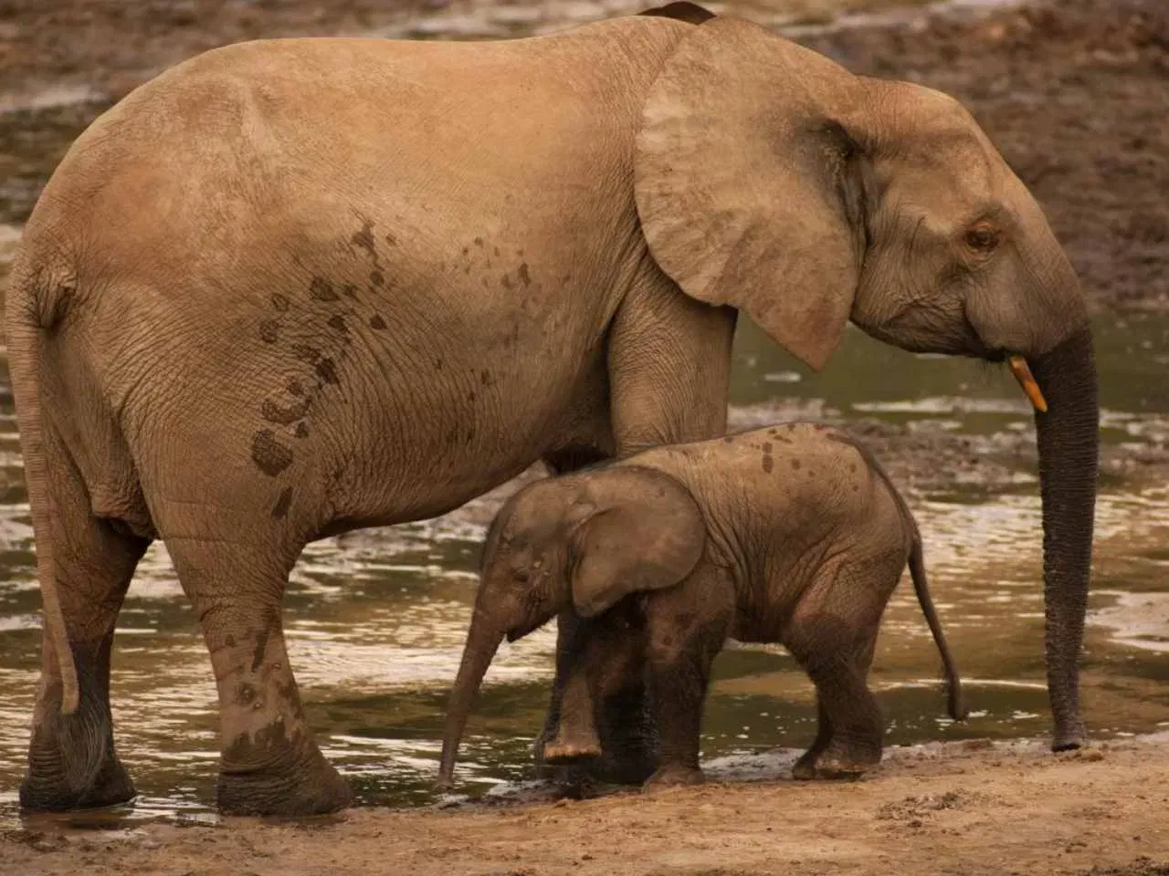 ആഫ്രിക്കൻ ഫോറസ്റ്റ് എലിഫൻ്റ്: പടിഞ്ഞാറൻ, മധ്യ ആഫ്രിക്കയിലെ ഇടതൂർന്നതും ഈർപ്പമുള്ളതുമായ വനങ്ങളിൽ, ആഫ്രിക്കൻ ആന കണ്ടുവരുന്നത്. (Photo credit: wwf.org.uk)