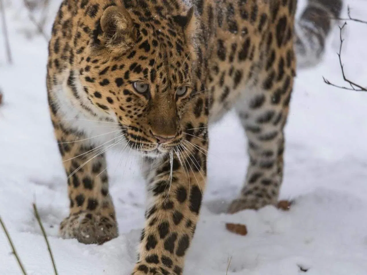 അമുർ പുള്ളിപ്പുലി: ലോകത്തിലെ ഏറ്റവും അപൂർവമായ വലിയ പൂച്ചകളിൽ ഒന്നാണിത്. 100 ഓളം അമുർ പുള്ളിപ്പുലികൾ മാത്രമേ കാട്ടിൽ 
ഇന്ന്ന അവശേഷിക്കുന്നുള്ളൂ. 1996 മുതൽ ഇവ ഗുരുതരമായി വംശനാശ ഭീഷണിയിലാണ്.  (Photo credit: wwf.org.uk)