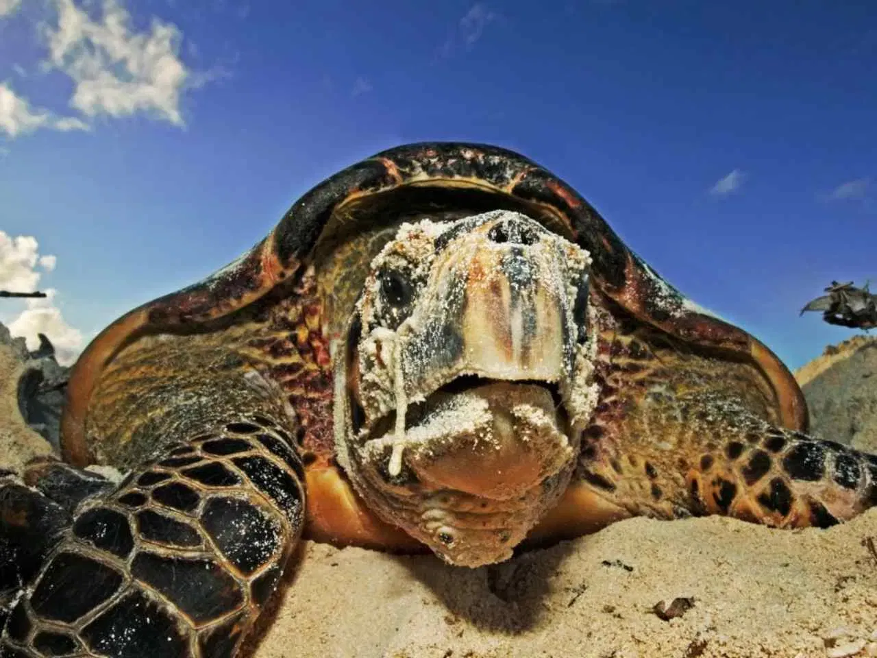 ഹോക്‌സ്‌ബിൽ ആമ: സമുദ്ര ആമകളുടെ ഏഴ് ഇനങ്ങളിൽ ഒന്നാണിത്. അറ്റ്ലാൻ്റിക്, ഇന്ത്യൻ, പസഫിക് സമുദ്രങ്ങളിലെ ഉഷ്ണമേഖലാ, ഉപ ഉഷ്ണമേഖലാ ജലാശയങ്ങളിൽ ഇത് കാണപ്പെടുന്നു. (Photo credit: wwf.org.uk)