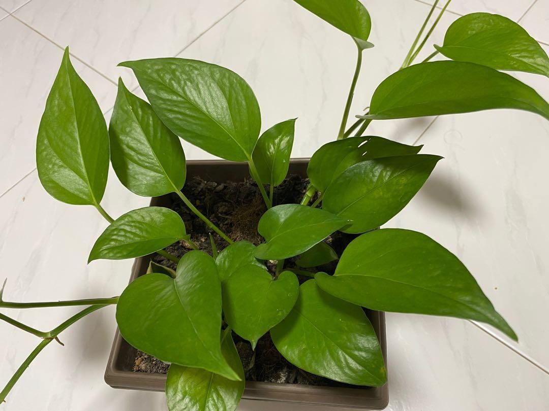 വീടിനുള്ളില് ശുദ്ധവായു നിറയ്ക്കാന് സഹായിക്കുന്ന ചെടിയാണ് മണിപ്ലാന്റ്. അന്തരീക്ഷത്തില് നിന്നും അപകടകാരികളായ രാസമൂലകങ്ങളെ വലിച്ചെടുക്കാനുള്ള കഴിവ് മണി പ്ലാന്റിനെ മറ്റുള്ളവയില് നിന്നും വ്യത്യസ്തമാക്കുന്നു.