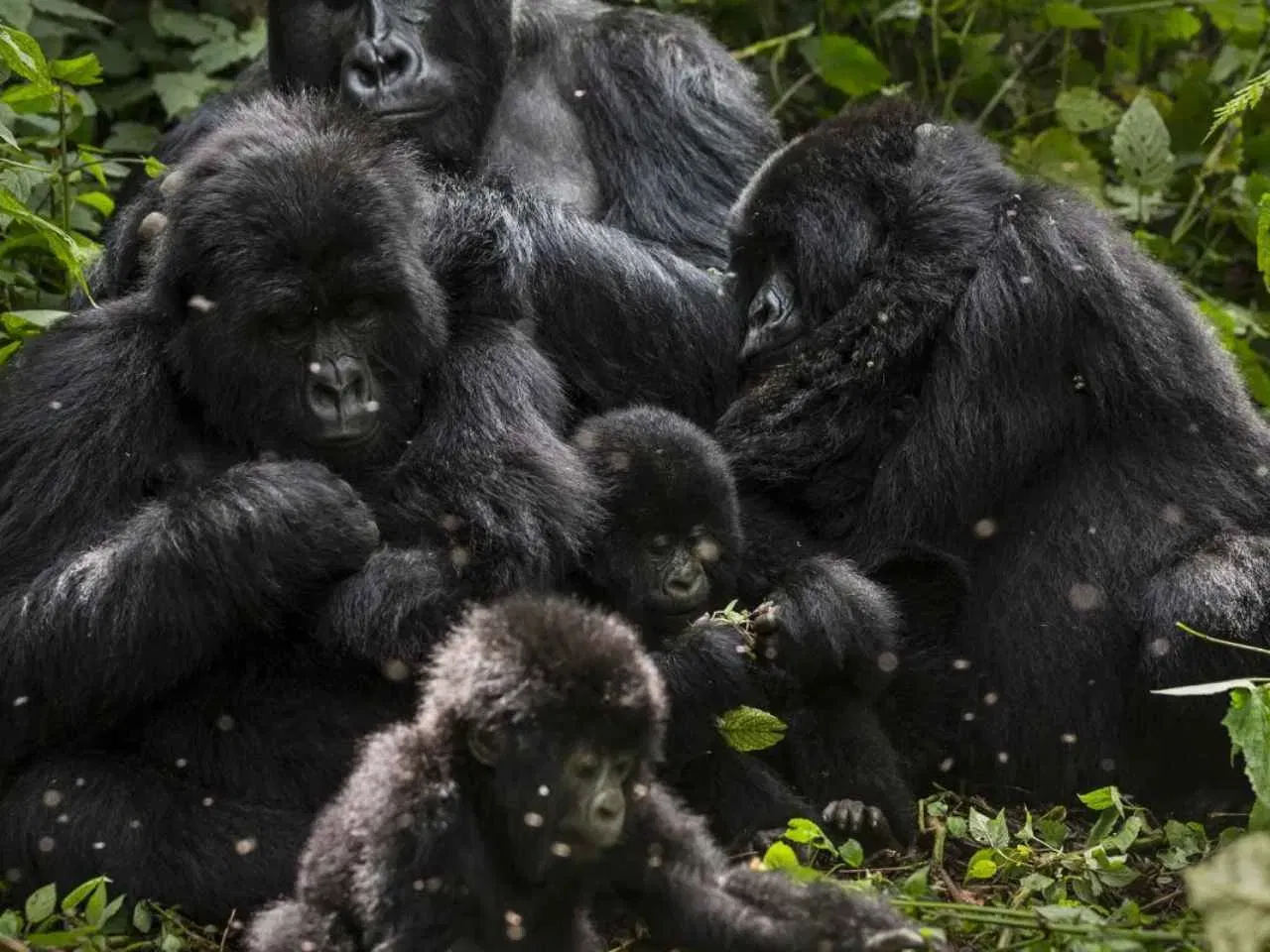 മൗണ്ടൻ ഗൊറില്ല: ഡെമോക്രാറ്റിക് റിപ്പബ്ലിക് ഓഫ് കോംഗോ, റുവാണ്ട, ഉഗാണ്ട എന്നിവിടങ്ങളിലെ അഗ്നിപർവ്വത, പർവത പ്രദേശങ്ങളിലും ബ്വിണ്ടി അഭേദ്യമായ ദേശീയ ഉദ്യാനത്തിലും വസിക്കുന്ന കിഴക്കൻ ഗൊറില്ലയുടെ ഒരു ഉപജാതിയാണിത്. (Photo credit: wwf.org.uk)
