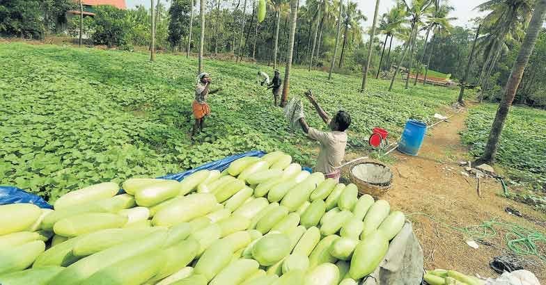 ബീറ്റ കരോട്ടിൻ, ഫോളിക് ആസിഡ്, പൊട്ടാസിയം, വൈറ്റമിൻ സി എന്നിവയുടെ കലവറയാണിത്. ശരീരത്തിൽ നിന്നും ടോക്സിനുകൾ പുറന്തള്ളാനുള്ള ഏറ്റവും മികച്ച മാർഗമാണിത്. 