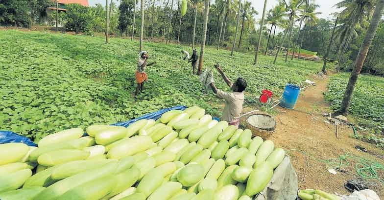 ബീറ്റ കരോട്ടിൻ, ഫോളിക് ആസിഡ്, പൊട്ടാസിയം, വൈറ്റമിൻ സി എന്നിവയുടെ കലവറയാണിത്. ശരീരത്തിൽ നിന്നും ടോക്സിനുകൾ പുറന്തള്ളാനുള്ള ഏറ്റവും മികച്ച മാർഗമാണിത്.