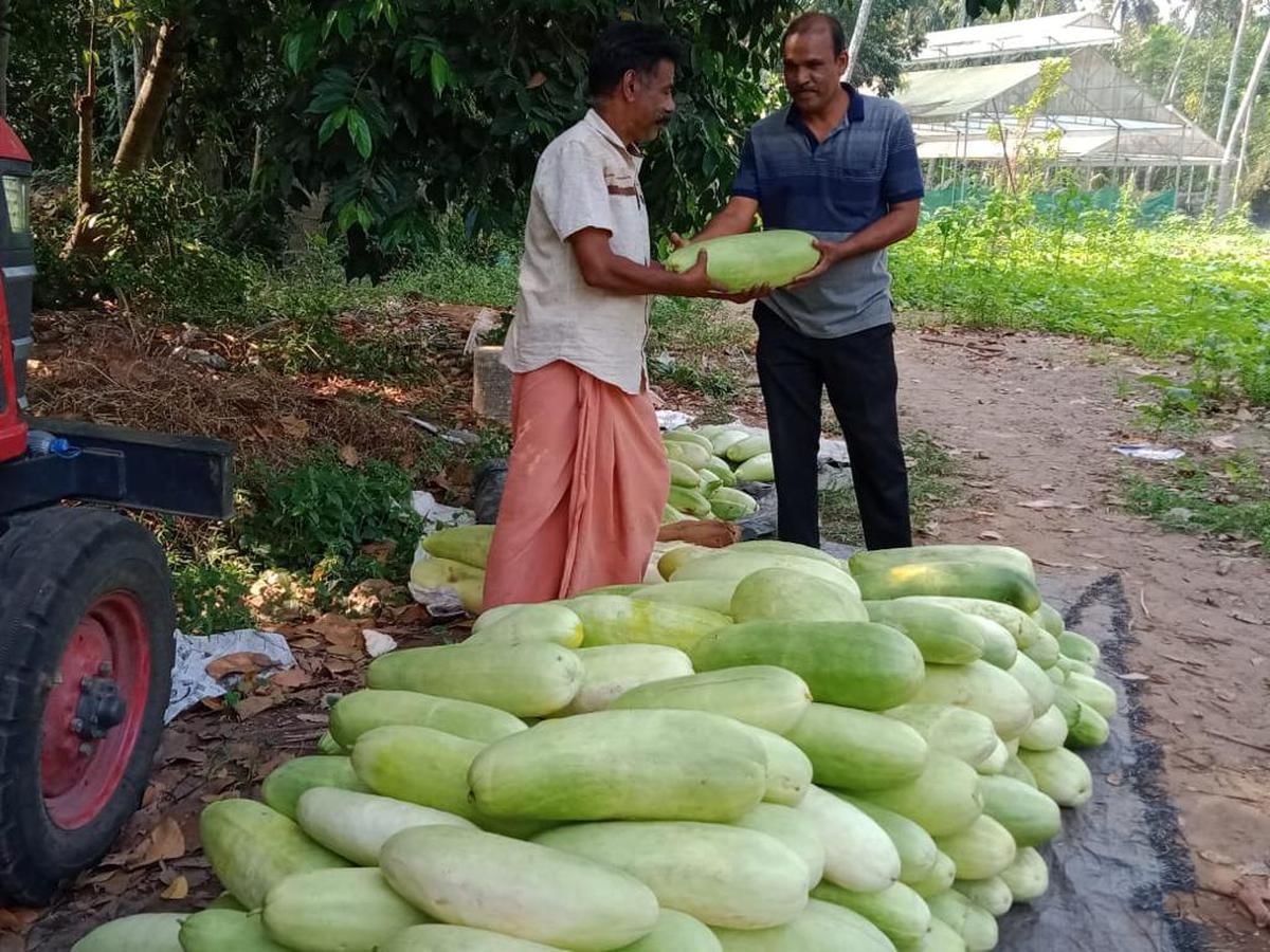 ചെറു നാരുകളാൽ സമ്പന്നമാണ് പൊട്ടുവെള്ളരി. വേനൽക്കാലത്ത് ഉയരുന്ന ശരീരോഷ്മാവിനെ നിയന്ത്രിക്കാൻ പൊട്ട് വെള്ളരി ജ്യൂസ് സഹായിക്കും.