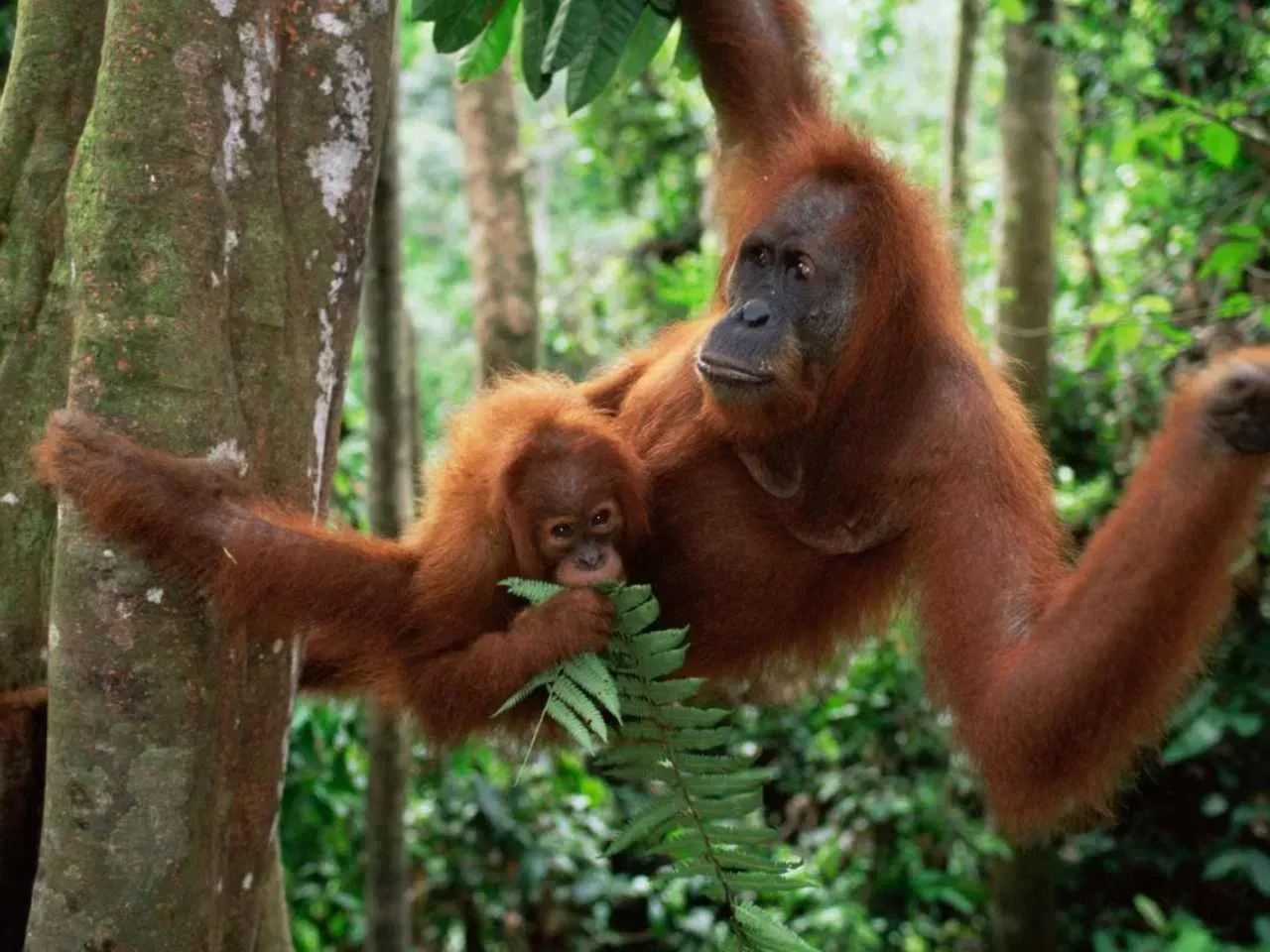 സുമാത്രൻ ഒറംഗുട്ടാൻ: ഇത് ഇന്തോനേഷ്യയിലെ സുമാത്ര ദ്വീപിൽ മാത്രം കാണപ്പെടുന്നു. 14,000-ൽ താഴെ മാത്രം കാണപ്പെടുന്ന ഇവയെ നിലവിൽ IUCN ഗുരുതരമായ വംശനാശഭീഷണി നേരിടുന്നവയായി പട്ടികപ്പെടുത്തിയിട്ടുണ്ട്. (Photo credit: wwf.org.uk)