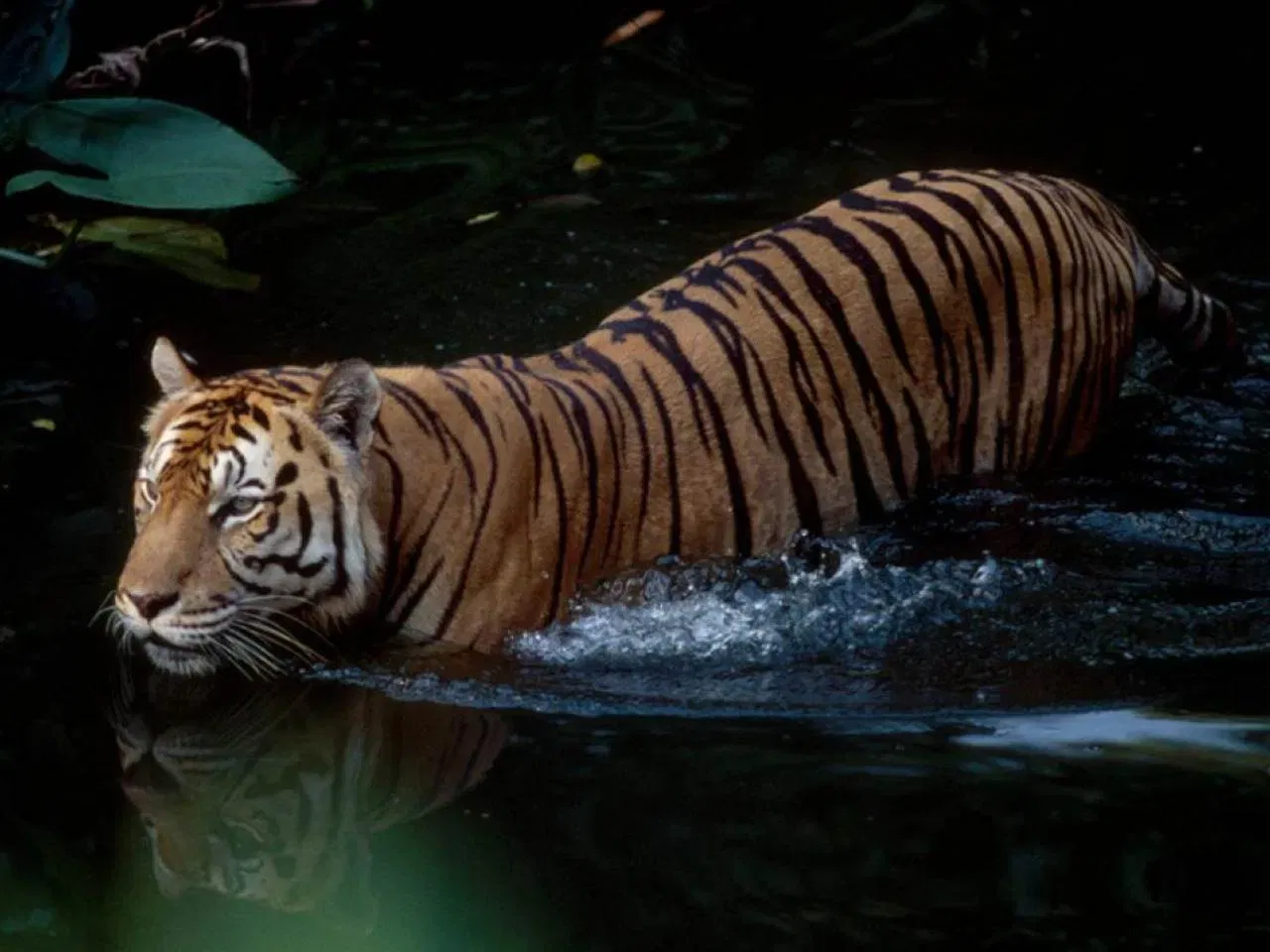 സുന്ദ ദ്വീപ് കടുവ: സുമാത്രൻ കടുവ എന്നും അറിയപ്പെടുന്നു ഇവ അറിയപ്പെടുന്നു. 140 കിലോഗ്രാം വരെ ഭാരമുള്ള ലോകത്തിലെ ഏറ്റവും ചെറിയ കടുവയാണിത്. ഇന്ന് ഏകദേശം 600 എണ്ണം ജീവിച്ചിരിക്കുന്നതായി കണക്കാക്കപ്പെടുന്നു. അവ ഇന്തോനേഷ്യൻ ദ്വീപായ സുമാത്രയിൽ മാത്രമേ കാണപ്പെടുന്നുള്ളൂ. (Photo credit: wwf.org.uk)