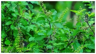 Food for diet: നിങ്ങൾ ഡയറ്റ് ചെയ്യുന്നുണ്ടോ? എങ്കിൽ തീർച്ചയായും ഈ ഭക്ഷണങ്ങളും ഉൾപ്പെടുത്തണം