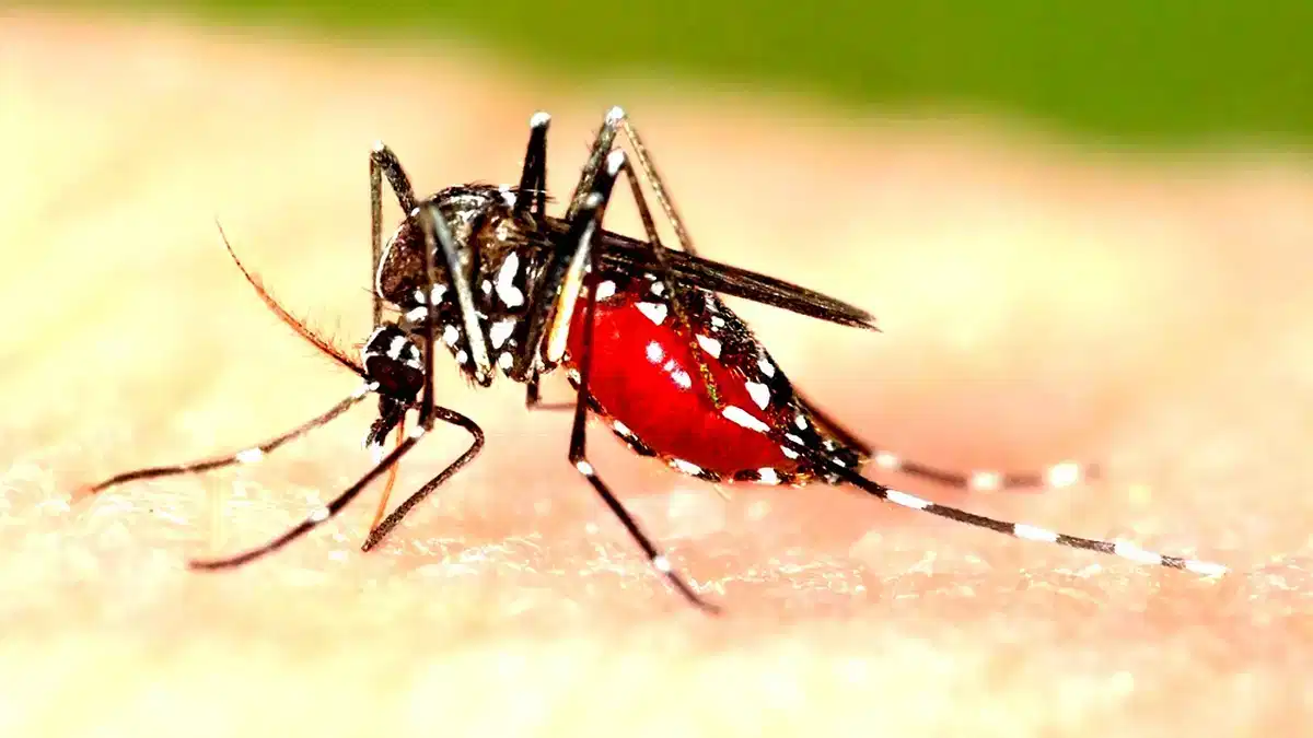 ഇടവിട്ടുള്ള മഴയത്ത് ഡെങ്കിപ്പനി പടരാൻ സാധ്യത; സ്വയം ചികിത്സ അരുതെന്ന് ആരോഗ്യവകുപ്പ്