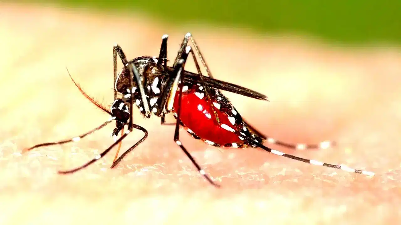 ഇടവിട്ടുള്ള മഴയത്ത് ഡെങ്കിപ്പനി പടരാൻ സാധ്യത; സ്വയം ചികിത്സ അരുതെന്ന് ആരോഗ്യവകുപ്പ് ഇടവിട്ടുള്ള മഴയത്ത് ഡെങ്കിപ്പനി പടരാൻ സാധ്യത; സ്വയം ചികിത്സ അരുതെന്ന് ആരോഗ്യവകുപ്പ്