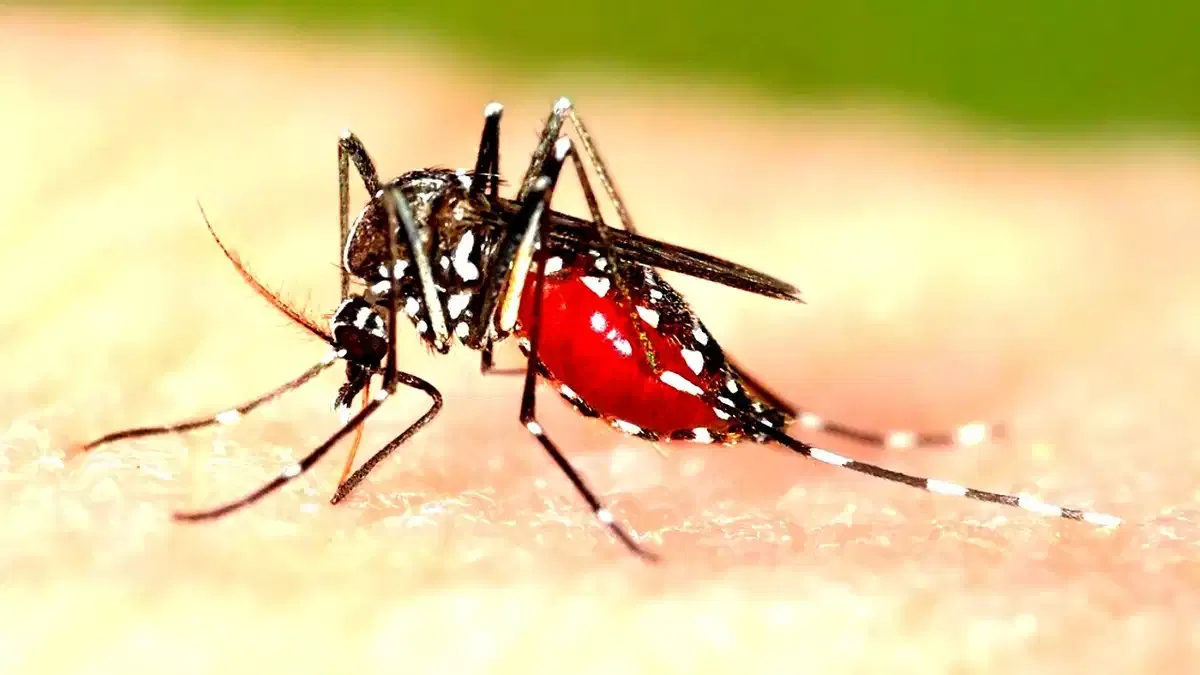 ഇടവിട്ടുള്ള മഴയത്ത് ഡെങ്കിപ്പനി പടരാൻ സാധ്യത; സ്വയം ചികിത്സ അരുതെന്ന് ആരോഗ്യവകുപ്പ്