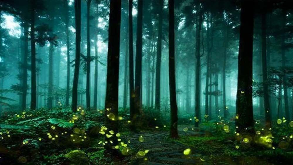 മൈസീന ബാക്ടീരിയകളില്‍ അടങ്ങിയിരിക്കുന്ന ബയോലുമിനെസെന്‍റ് പ്രഭാവമാണ് കാടിന് തിളക്കത്തിന് കാരണം.