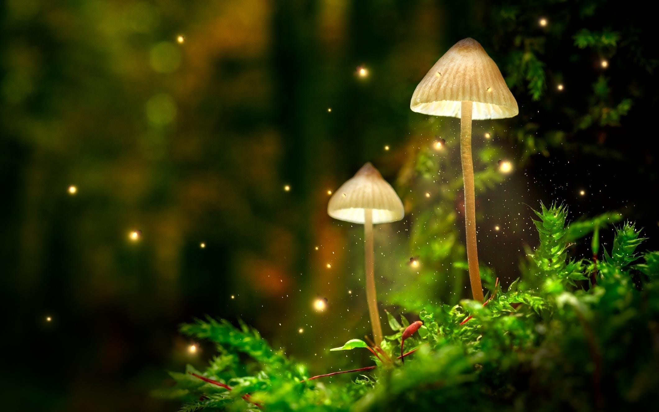 മൈസീന എന്ന ബാക്ടീരിയയുടെ പ്രവര്‍ത്തനമാണ് ഈ പ്രതിഭാസത്തിന് കാരണം.