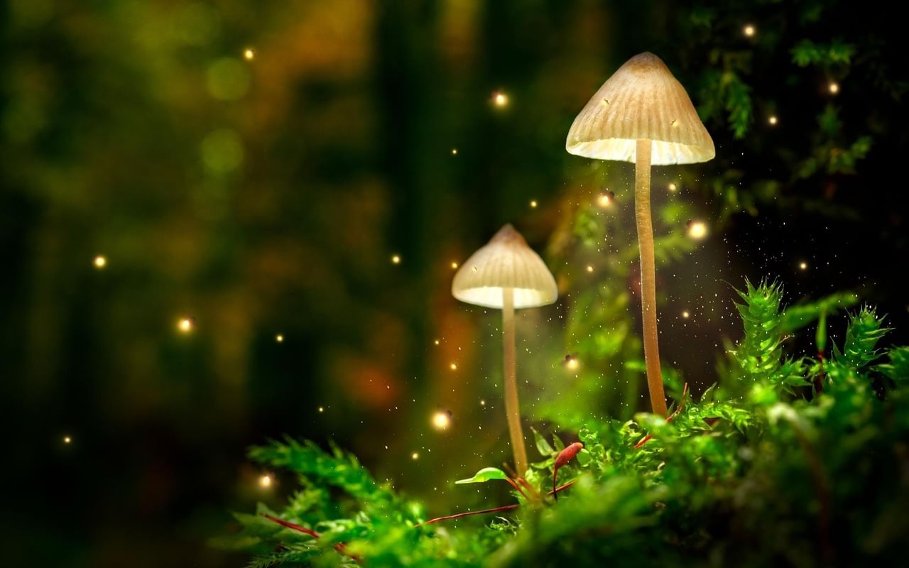 മൈസീന എന്ന ബാക്ടീരിയയുടെ പ്രവര്‍ത്തനമാണ് ഈ പ്രതിഭാസത്തിന് കാരണം.