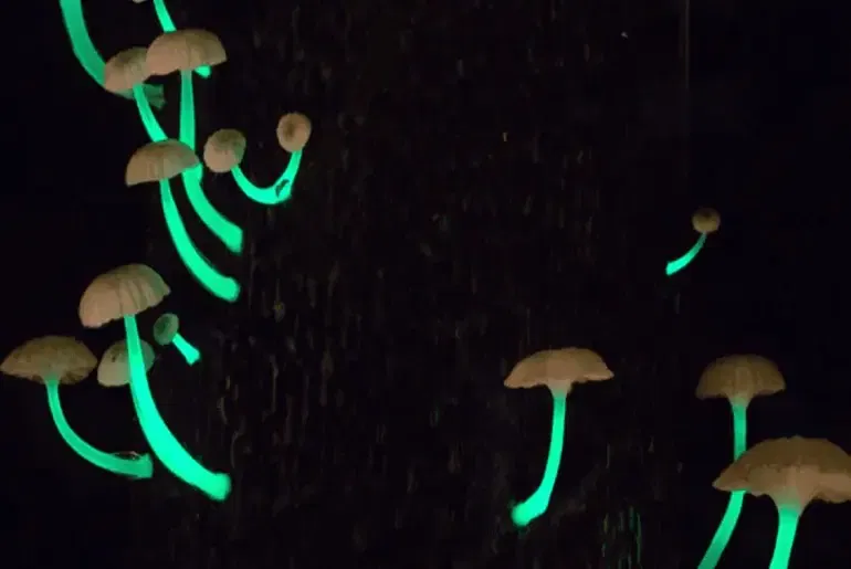 നശിച്ച് തുടങ്ങിയ മരങ്ങളിലും ഇലകളിലും ചില്ലകളിലും കുമിളിന് സമാനമായ ഈ ബാക്ടീരിയ പറ്റിപ്പിടിച്ചിരിക്കുന്നു. ഈ ബാക്ടീരിയകളാണ് ഇരുട്ടില്‍ ഭീമാശങ്കർ വന്യജീവി സങ്കേതത്തെ തിളക്കമുള്ളതാക്കുന്നത്.