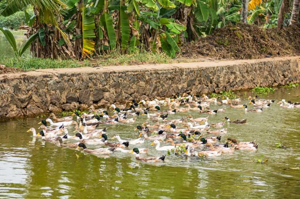 പക്ഷിപ്പനി; ഇന്ന് അണുനശീകരണം, ഇതുവരെ കൊന്നൊടുക്കിയത് 17,280 താറാവുകളെ