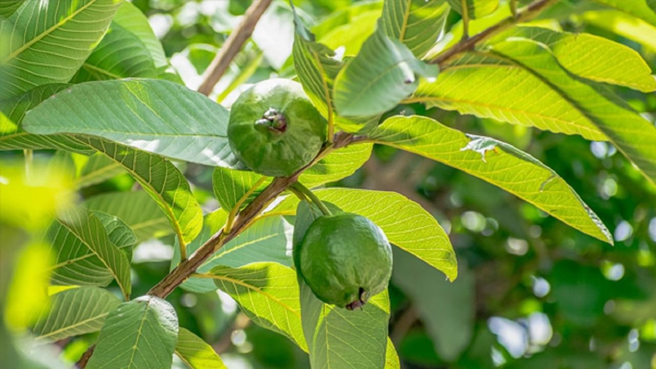 വിറ്റാമിന് സിയും ഇരുമ്പും ധാരാളം അടങ്ങിയിട്ടുള്ളതുകൊണ്ട് വൈറല് രോഗങ്ങള് വരാതെ പേരയ്ക്ക സംരക്ഷിക്കും