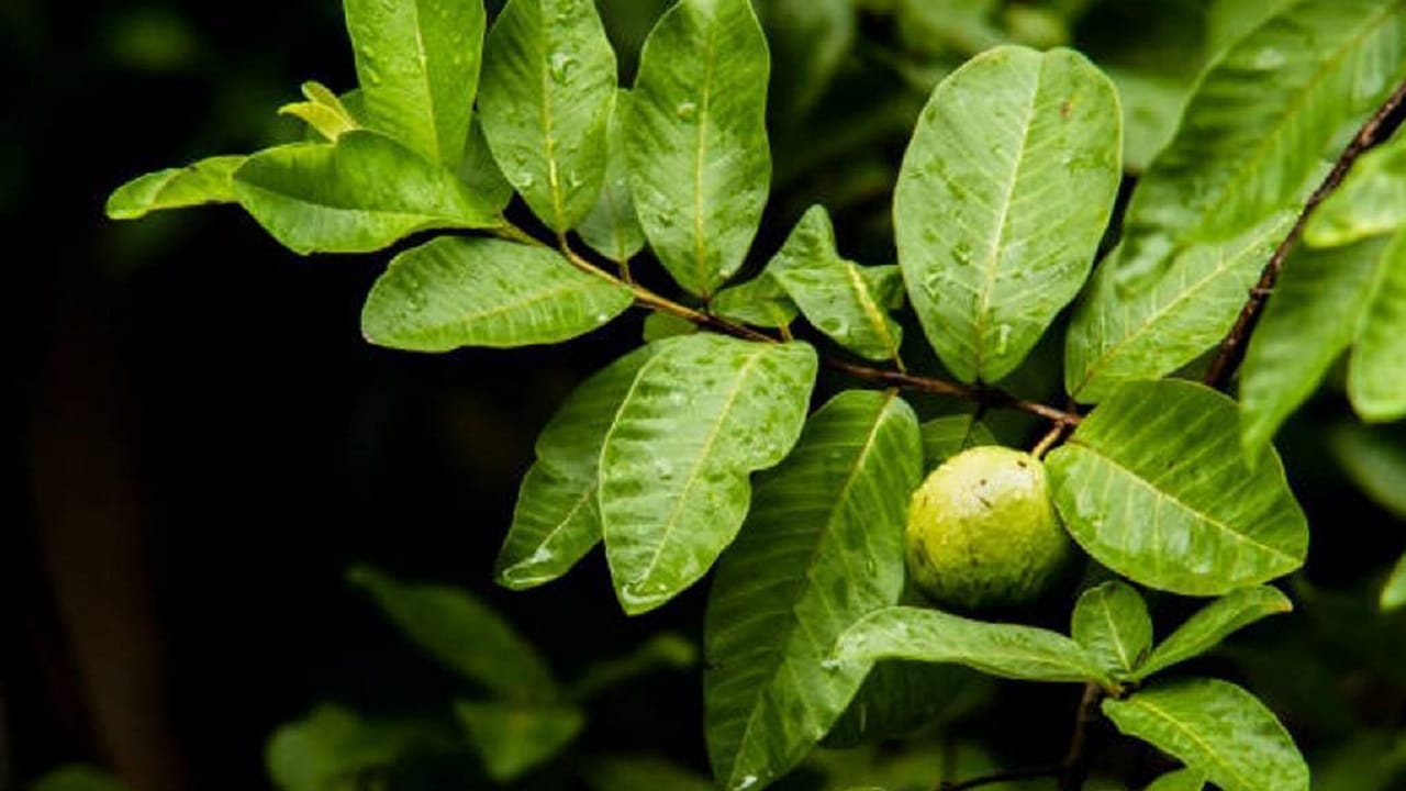 പൊട്ടാസ്യം അടങ്ങിയ പേരയില ഉയര്‍ന്ന രക്തസമ്മര്‍ദ്ദത്തെ കുറയ്ക്കാനും നല്ലതാണ്.