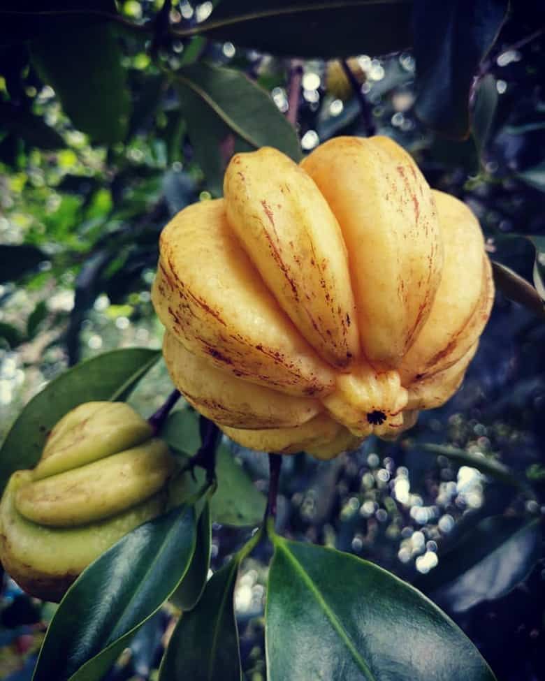 ഇതിലെ ഹൈഡ്രോസിട്രിക് ആസിഡ് (HCA) എന്ന ഘടകം ദഹനസംബന്ധമായ അസ്വസ്ഥതകളെ അകറ്റി മലബന്ധം, അസിഡിറ്റി എന്നിവ തടയുന്നു. എച്ച്.സി.എ. അമിതകൊഴുപ്പിനെ തടഞ്ഞ് ശരീരഭാരം നിയന്ത്രിക്കാനും സഹായിക്കും.