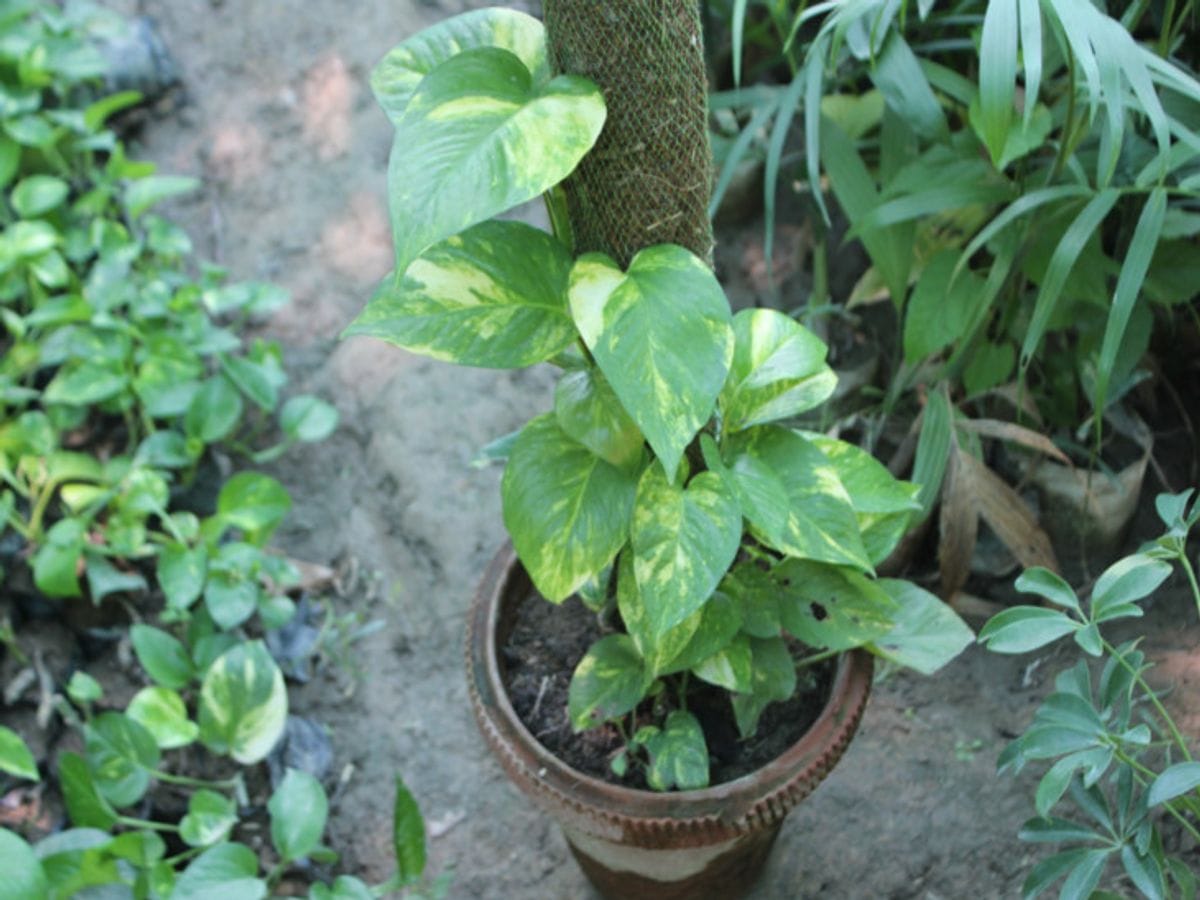 മണിപ്ലാന്റ് വീടുകളിൽ മാത്രമല്ല മറിച്ച് ഒാഫീസുകളിലും നടുന്നത് നല്ലതാണ്.‌