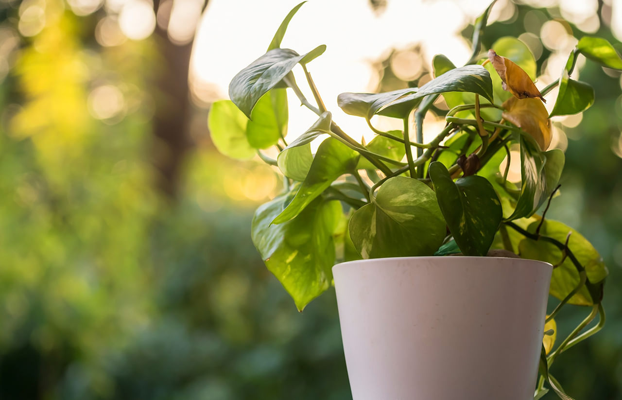 വാസ്തു ശാസ്ത്ര പ്രകാരം മണിപ്ലാന്റ് വീടിന്റെ തെക്കുകിഴക്ക് ഭാഗത്ത് നടുന്നതാണ് അഭികാമ്യമെന്ന് പറയുന്നു. ഈ ഭാഗത്ത് മണിപ്ലാന്റ് നട്ടാല് വീട്ടിലേക്ക് പോസിറ്റീവ് എനര്ജിയെ ആകര്ഷിക്കാന് കഴിയുമെന്നാണ് വിശ്വാസം.