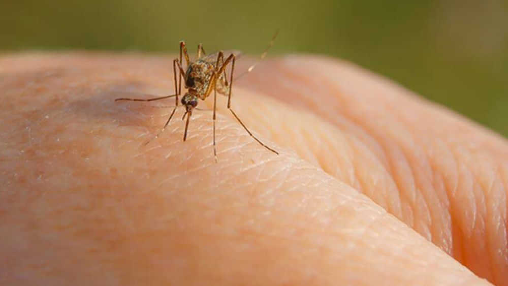 Dengue fever : വീണ്ടും ഡെങ്കിപ്പനി പടരുന്നു: ഇടുക്കിയിൽ ജാ​ഗ്രതാ നിർദ്ദേശം