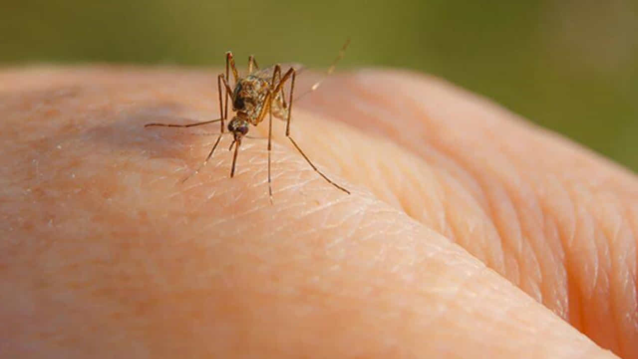 Dengue fever : വീണ്ടും ഡെങ്കിപ്പനി പടരുന്നു: ഇടുക്കിയിൽ ജാഗ്രതാ നിർദ്ദേശം Dengue fever : വീണ്ടും ഡെങ്കിപ്പനി പടരുന്നു: ഇടുക്കിയിൽ ജാഗ്രതാ നിർദ്ദേശം