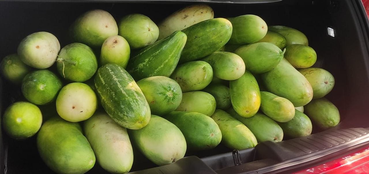 വഴിയോരങ്ങളിൽ പൊട്ടുവെള്ളരി ജ്യൂസ് പൊടിപൊടിക്കുകയാണ്. മറ്റ് ജ്യൂസുകളെ അപേക്ഷിച്ച് നല്ല തണുപ്പാണ് ഇതിന്റെ പ്രത്യേകത.