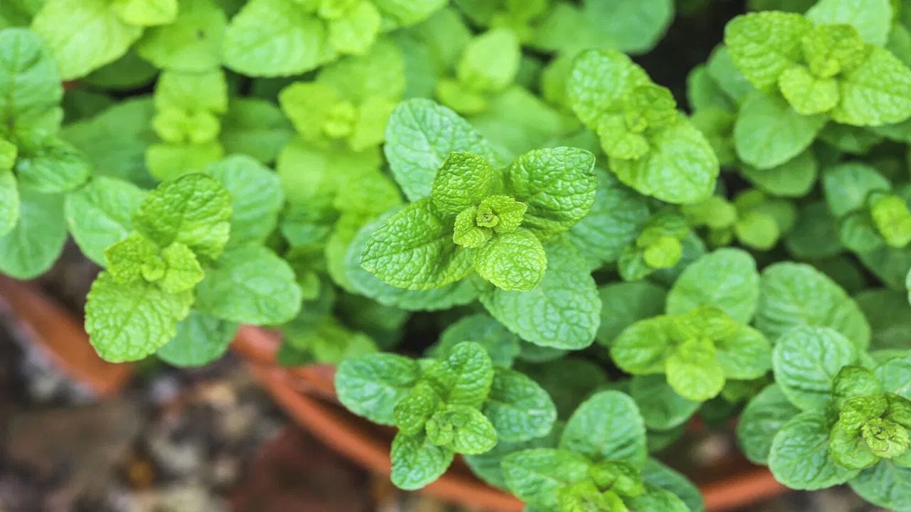 പുതിന വെള്ളം കുടിക്കുന്നത് ശരീരം  ശുദ്ധീകരിക്കാനും ശരീരഭാരം കുറയ്ക്കാനും സഹായിക്കുന്നു