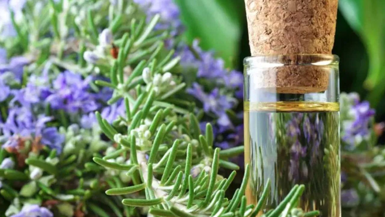 Rosemary Face Packs: മുഖക്കുരുവില്ലാത്ത തിളങ്ങുന്ന ചർമ്മം, നിങ്ങൾക്കായാണ് റോസ്മേരി ഫേസ് പാക്ക്!