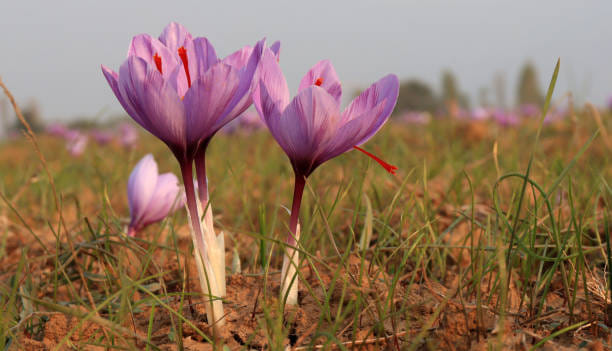 തേൻ, തൈര് എന്നിവയിൽ കുങ്കുമപ്പൂ കലർത്തി ഫേസ് മാസ്ക് തയ്യാറാക്കാവുന്നതാണ്. ഈ മിശ്രിതം നിങ്ങളുടെ മുഖത്ത് പുരട്ടി 15-20 മിനിറ്റ് ശേഷം ചെറുചൂടുള്ള വെള്ളത്തിൽ കഴുകി കളയുക. ഈ മാസ്ക് നിങ്ങളുടെ ചർമ്മത്തിലെ ജലാംശം നിലനിർത്തുകയും തിളക്കം കൂട്ടുകയും ചെയ്യുന്നു.