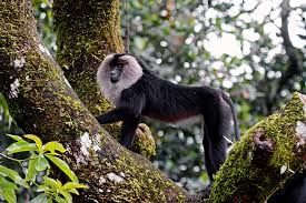 2023 മാര്‍ച്ച് മുതല്‍ ഡിസംബര്‍ 2024 ഏപ്രില്‍ വരെ 36,730 സന്ദര്‍ശകരാണ് എത്തിയിട്ടുള്ളത്. ഇതില്‍ 1055 വിദ്യാര്‍ഥികളും 86 വിദേശികളും ഉള്‍പ്പെടും.