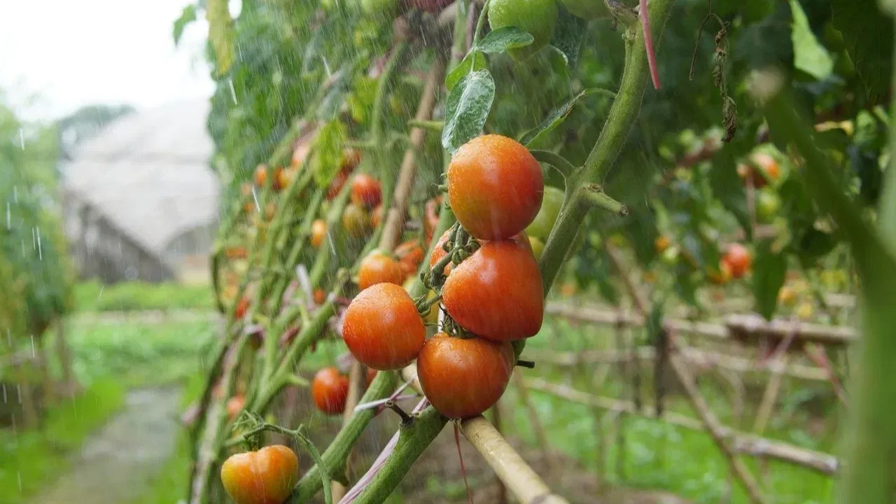 തക്കാളി പാകം ചെയ്യാൻ അലുമിനിയം പാത്രങ്ങൾ ഉപയോഗിക്കരുത്. തക്കാളിയിലെ ആസിഡ് അലൂമിനിയവുമായി പ്രതിപ്രവർത്തിക്കുകയും തക്കാളിക്ക് കയ്പേറിയ രുചിയുണ്ടാക്കുകയും ചെയ്യും.