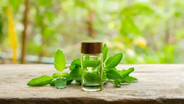 തുളസിയുടെ കാർമിനേറ്റീവ് ഗുണങ്ങൾ ദഹനത്തെ സഹായിക്കുകയും ഗ്യാസും വീക്കവും കുറയ്ക്കുകയും ചെയ്യും.