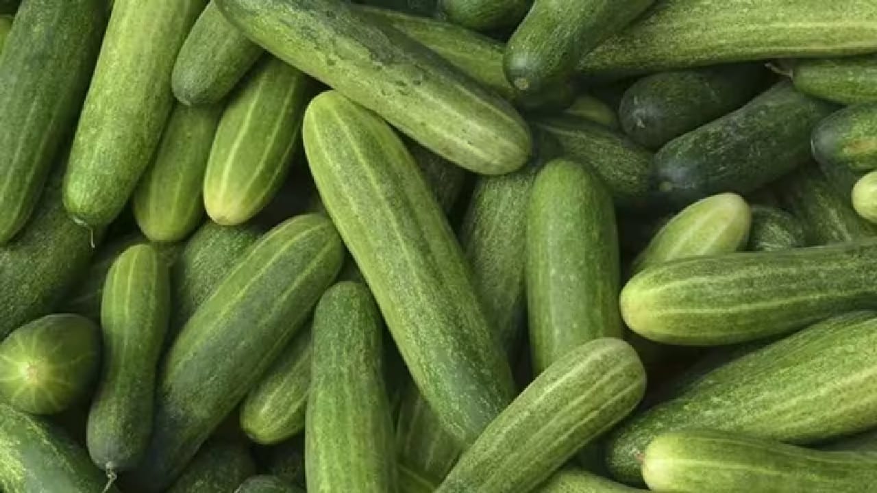 നിരവധി ആരോഗ്യ ഗുണങ്ങളുളള ഒരു പച്ചക്കറിയാണ് വെള്ളരിക്ക. വെള്ളരിക്കയില് 95 ശതമാനവും വെള്ളമാണ്. അതിനാല് ശരീരത്തില് ജലാംശം നിലനിര്ത്താന് ഇവ സഹായിക്കും. വേനല്ക്കാലത്തെ നിര്ജ്ജലീകരണത്തെ തടയാന് വെള്ളരിക്ക കഴിക്കുന്നത് നല്ലതാണ്.