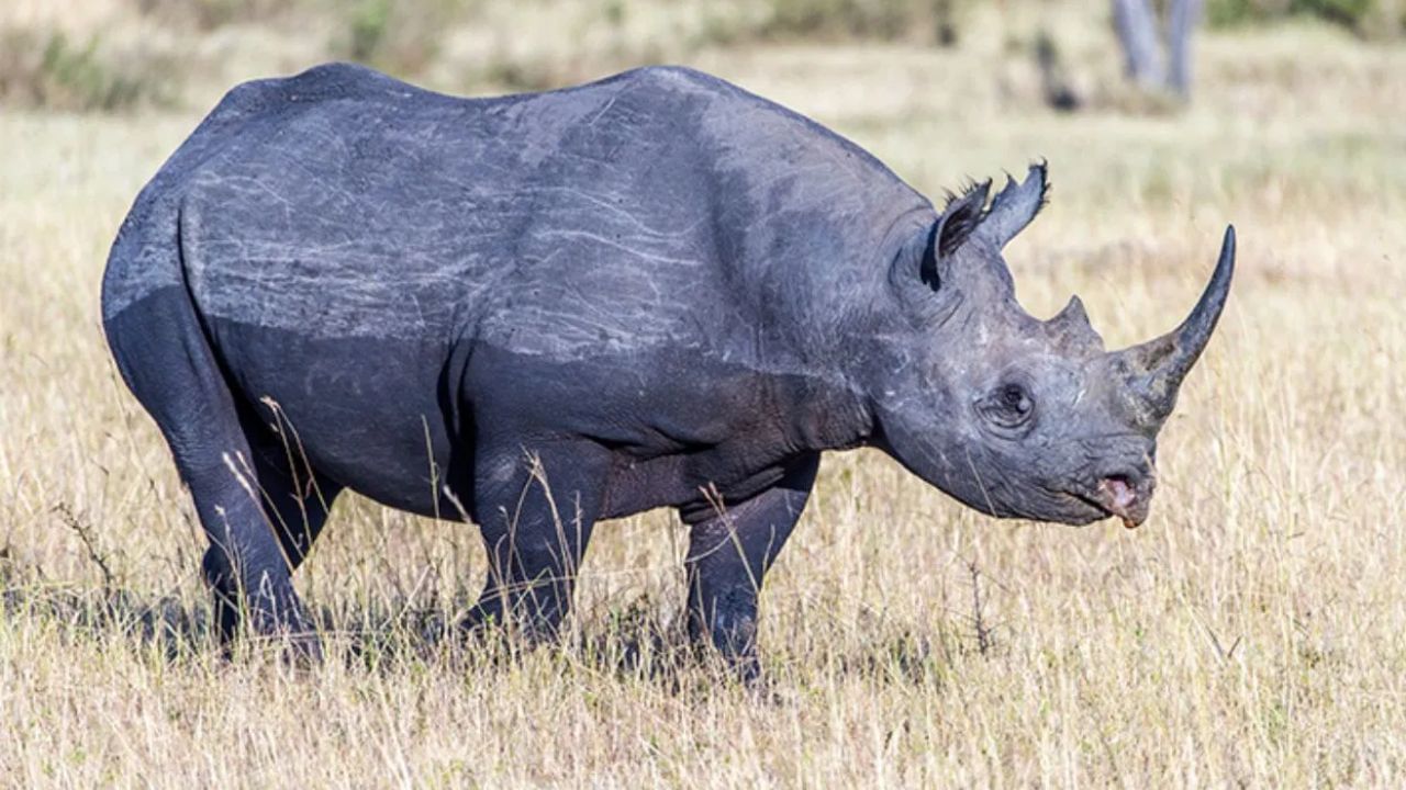 ലോകത്തിലെ മിക്ക മൃഗങ്ങളുടെയും പാൽ വെളുത്തതാണ്. പാലിന് മറ്റേതെങ്കിലും നിറമുള്ള ജീവികൾ ലോകത്ത് വളരെ കുറവാണ്. എന്നാൽ ചില വ്യത്യസ്തർ ഇതിൽ വേറെയുമുണ്ട്
