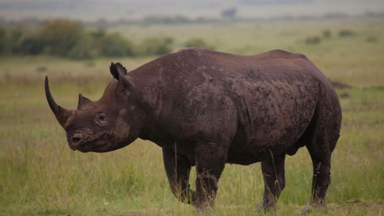 കറുത്ത കാണ്ടാമൃഗങ്ങളാണ് കറുത്ത പാൽ ഉത്പാദിപ്പിക്കുന്നത്. ഇവയെ കൂടുതലായി ആഫ്രിക്കയിൽ കാണാം