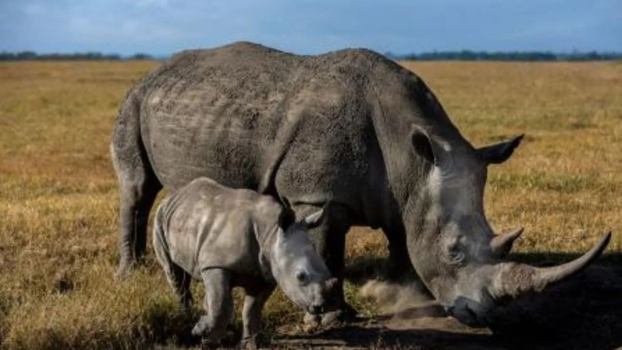 ആഫ്രിക്കൻ ബ്ലാക്ക് റിനോ എന്നാണ് ഇവ അറിയപ്പെടുന്നത്. കാണ്ടാമൃഗത്തിൻ്റെ പാൽ വെള്ളം പോലെ നേർത്തതാണ്. ഇതിൽ 0.2 ശതമാനം കൊഴുപ്പ് മാത്രമേ അടങ്ങിയിട്ടുള്ളൂ.