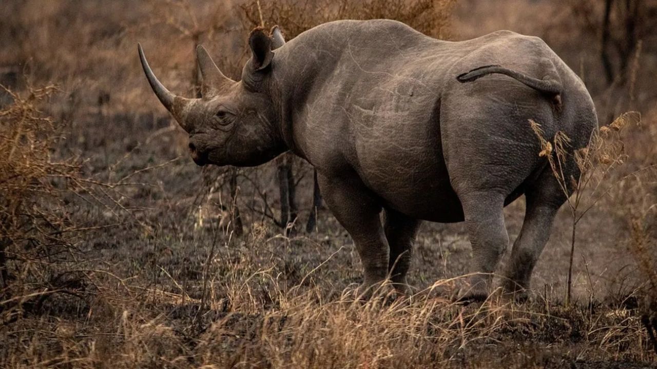 നാലോ അഞ്ചോ വയസ്സ് തികയുമ്പോഴാണ് കറുത്ത കാണ്ടാമൃഗങ്ങൾക്ക് പ്രത്യുത്പാദനം ആരംഭിക്കുന്നത്. ഒരു വർഷത്തിൽ കൂടുതലാണ് ഇവയുടെ ഗർഭകാലം .