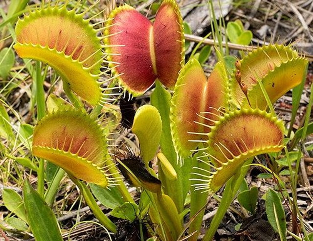 വീനസ് ഫ്ലൈട്രാപ്പ് ( ഡയോനിയ മസ്‌സിപുല) . നോർത്ത് കരോലിനയിലെ പെൻഡർ കൗണ്ടിയാണ് ഈ ചെടി കാണപ്പെടുന്നത്. ഭൂരിഭാ​ഗവും വണ്ടുകളെയാണ് ഇത് കഴിക്കുന്നത്