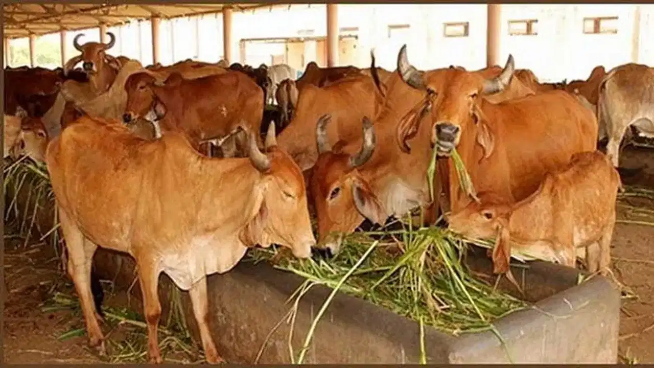 വേനലിൽ നിന്ന് സംരക്ഷണം മൃഗങ്ങൾക്കും വേണം ; നിർദ്ദേശം പുറപ്പെടുവിച്ച് മൃഗസംരക്ഷണം വകുപ്പ് വേനലിൽ നിന്ന് സംരക്ഷണം മൃഗങ്ങൾക്കും വേണം ; നിർദ്ദേശം പുറപ്പെടുവിച്ച് മൃഗസംരക്ഷണം വകുപ്പ്