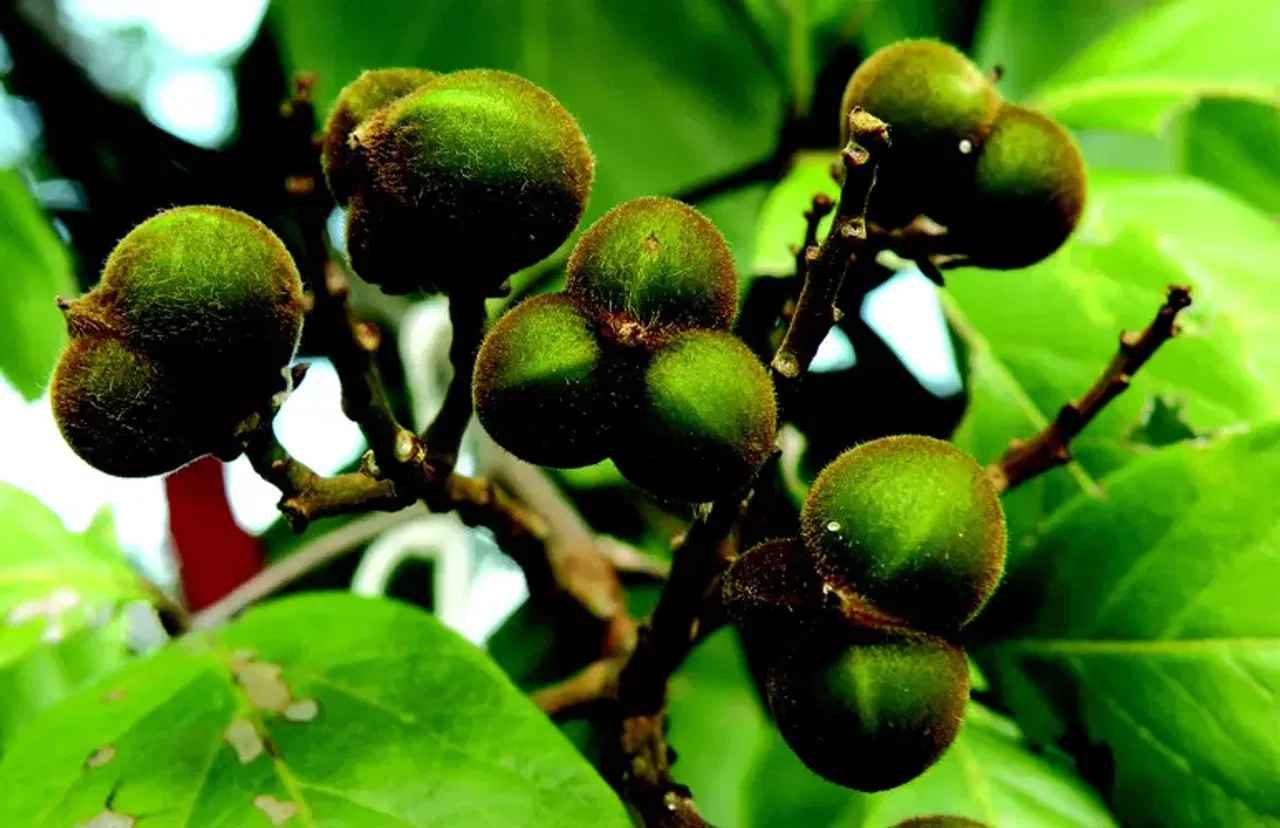 മണ്ണിനു ​ഗുണമുള്ള, മരത്തിൽ കായ്ക്കുന്ന നന്നായി പതയുന്ന സോപ്പ്. അതാണ് സോപ്പ് കായ. (ഫോട്ടോ കടപ്പാട്- India Biodiversity Portal)