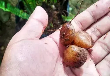 സോപ്പ്ബെറി എന്നറിയപ്പെടുന്ന ഈ ഒരു കായയെ നമ്മളിൽ പലർക്കും അറിയാമായിരിക്കും. (ഫോട്ടോ കടപ്പാട്- India Biodiversity Portal)