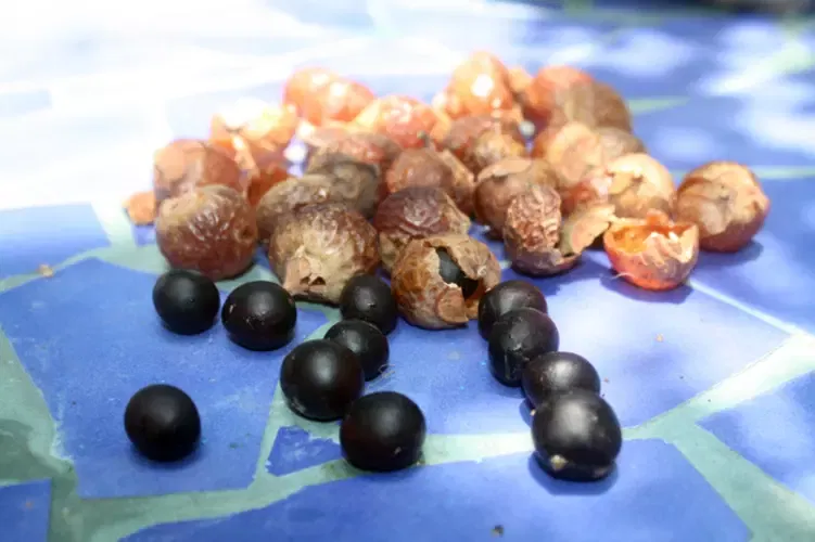 വെള്ളത്തിലിട്ടു പതപ്പിച്ചാൽ സോപ്പുപൊടിപോലെ പതഞ്ഞു പൊങ്ങുമിത്. പിന്നെ അതിൽ തുണി മുക്കി. അലക്കാനെളുപ്പം. (ഫോട്ടോ കടപ്പാട്- India Biodiversity Portal)