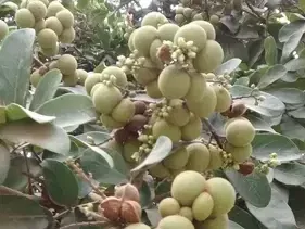 കായയുടെ ഉള്ളിലുള്ള കൊഴുത്ത ദ്രാവകത്തിൽ സാപ്പോണിന് എന്ന ഒരു പാദാർത്ഥം അടങ്ങിയിട്ടുണ്ട്. ഇത് നല്ലത് പോലെ പതയുകയും അഴുക്കുകൾ ഒക്കെ അതിവേഗം ഇല്ലാതാക്കുകയും ചെയ്യും. (ഫോട്ടോ കടപ്പാട്- India Biodiversity Portal)