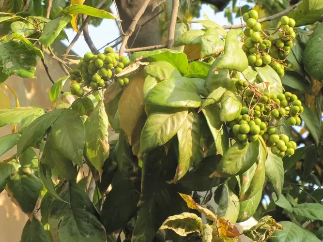 ഉണക്കി സൂക്ഷിക്കാനും ഉപയോഗിക്കാനും കഴിയുന്നവ കൂടി ആണ് ഇവ. (ഫോട്ടോ കടപ്പാട്- India Biodiversity Portal)