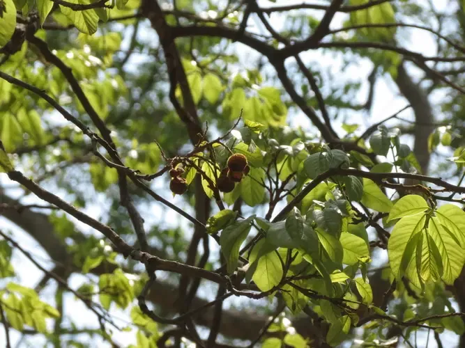 തൊണ്ടയിലുള്ളാകുന്ന അസ്വസ്തകയ്ക്ക് മരുന്നായും ഇത് ഉപയോഗിക്കാറുണ്ട്. പക്ഷെ സോപ്പിന്റെ രുചിയാണിതിന്. (ഫോട്ടോ കടപ്പാട്- India Biodiversity Portal)