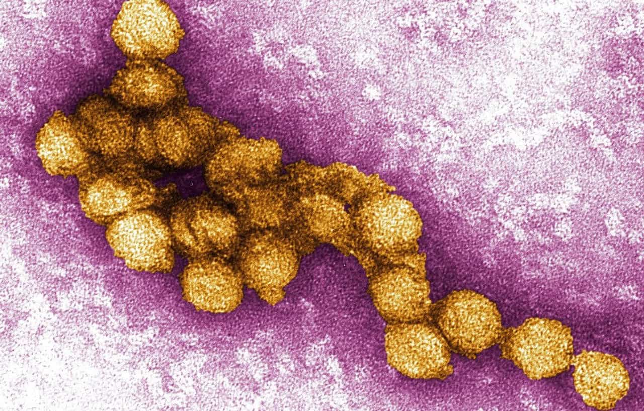 West Nile fever: കോഴിക്കോട് വെസ്റ്റ് നൈൽ പനി ജാഗ്രത; 10 പേർക്ക് രോഗം സ്ഥിരീകരിച്ചു