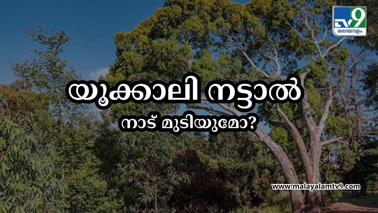 Eucalyptus controversy : യൂക്കാലി നട്ടാൽ നാടുമുടിയുമോ? കാടുമുടിയുമോ?