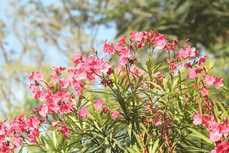 Arali oleander flower poison : യുവതിയുടെ മരണം : അരളിവിഷം ഹൃദ്രോഗത്തിലേക്ക് നയിച്ചെന്ന് റിപ്പോർട്ട്